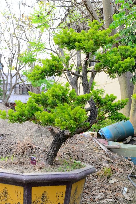 日本圓葉竹柏|竹柏大王:金鑽羅漢松全省最大繁殖場,紅芽羅漢松,晶鑽羅漢松,蘭嶼。